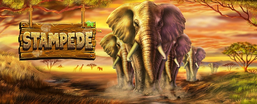 Wild Multipliers, Free Spins and Colossal Cash Prizes over 3,800x your stake are on offer when you Spin the Reels of Stampede!