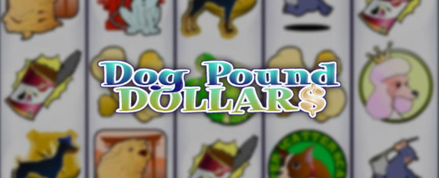 Are you a dog lover? Whether your answer is yes or no this online slots game wants to reward you with money to play around with dogs and other icons. The real money slots game is packed with action as the dog catchers strive to catch the stray dogs. All you have to do is keep the precious fluffy creatures from the streets. These dogs will surely be your best friend as they will reward you with more money than you have seen in a while. There is also the chance of you finding a dog filled with gold. They will reward you immensely!