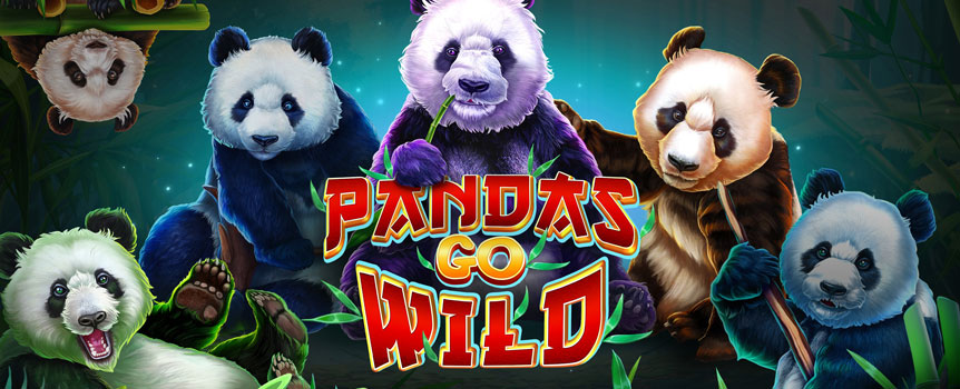 Pandas have this cuteness to them that makes one think of warm cuddles. Well, for your dose of cuteness and the chance to win money, all you have to do is play this online slots game Pandas Go Wild! Set in a peaceful bamboo forest, you get to have a screen full of adorable pandas that will make you more money than you ever imagined. The game is filled with multiple features that increase your chances of winning throughout your play. 